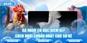 Gà Nhạn Có Đặc Điểm Gì? Cách Nuôi Chuẩn Nhất Cho Sư Kê