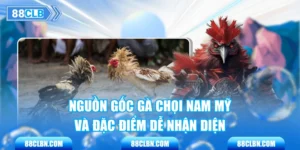 Nguồn Gốc Gà Chọi Nam Mỹ Và Đặc Điểm Dễ Nhận Diện