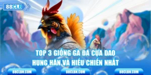 Top 3 Giống Gà Đá Cựa Dao Hung Hãn Và Hiếu Chiến Nhất